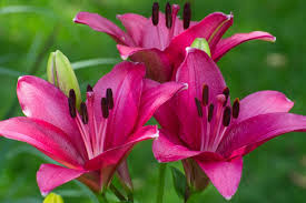 does a lily flower have special meaning