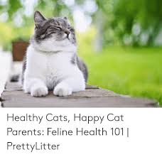 Healthy Cats Happy Cat Parents Feline Health 101