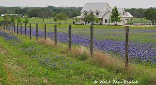 bluebonnet safari in round top and