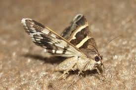 moth control brisbane carpet moth
