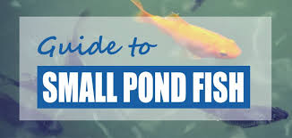 List Of Small Pond Fish Species Best