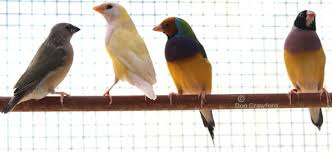 head colours in the gouldian finch