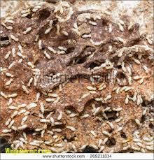 Isoptera Fotografie  sn  mky pro   leny zdarma a vektory   Shutterstock Home Improvement Stack Exchange cosmetic damage caused by termites eating paper    