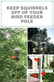 a squirrel proof bird feeder pole