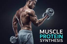 muscle protein synthesis