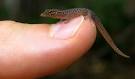 Image result for Virgin Islands Dwarf Gecko