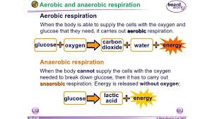 Aerobic And Anaerobic Respiration