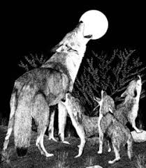 how to keep coyotes off your land the