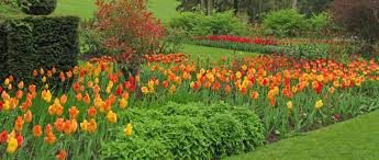 tulip festival pashley manor gardens