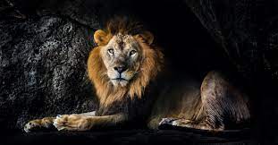 daniel in the lions den story