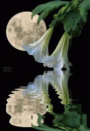 Image result for picture of animated moon