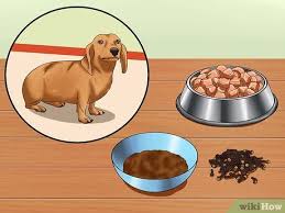 treat dog worms with food and herbs