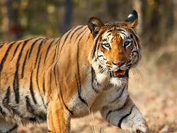Wildlife Of India Wikipedia