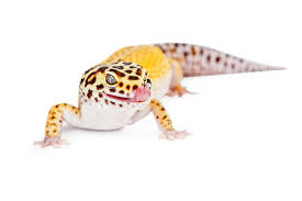 Leopard Gecko 6 Physical Features 4 Leopard Gecko Types