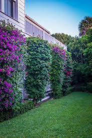 Grow And Care For Bougainvillea Plant