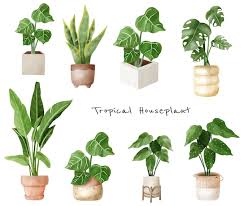 Tropical Houseplants Indoor Plants