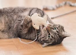How to knoe what killded my kitten. Why Do Cats Bring Gifts To Their Owners Petmd