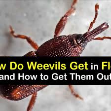 flour weevil problems smart tips to