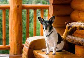 5 best pet friendly cabins in gatlinburg tn