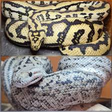 carpet python in queensland reptiles