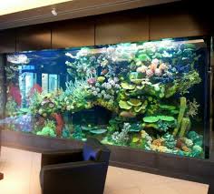 Modern fish tank designs are so sleek and clean. Acrylic Swimming Pool