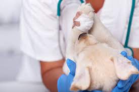 Jak wspomóc gojenie się ran u psa i kota? octenisept