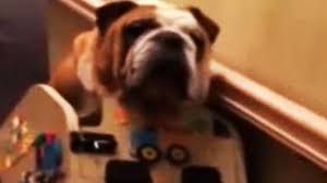 aging bulldog gets homemade stair lift
