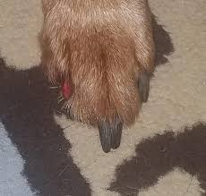 dog s nail quick is exposed it s been