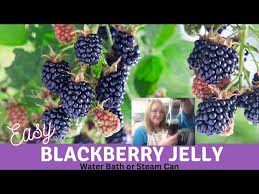 how to make perfect blackberry jelly so