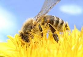 New Jersey Homeowner S Guide To Bees