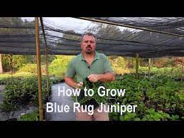 how to grow blue rug juniper with