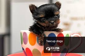 10 teacup dogs for tiny dog breed