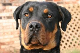 are rottweilers hypoallergenic canna