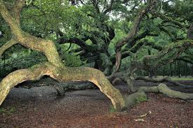 dancing with trees the angel oak