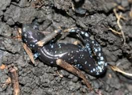 Found A Salamander In Your Home Or Basement Save The
