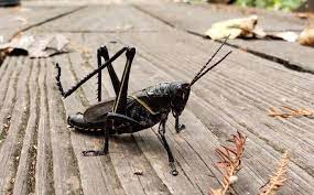 House Crickets How To Get Rid Of