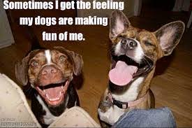 Image result for images of crazy dogs