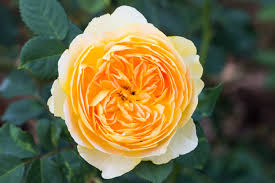 diffe types of yellow roses and how