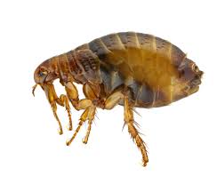 flea identification habits life cyle