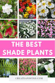 shade plants container shade loving