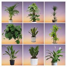 16 Best Low Light Indoor Plants Best