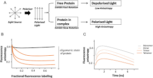 Fluorescence Anisotropy An Overview