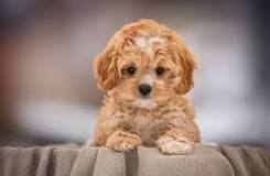 When Do Cavapoo Puppies Calm Down? - Surviving The Storm ...