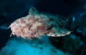 12 telled wobng shark facts