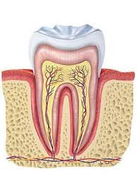 anatomy of your mouth tooth canker