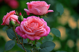 rose garden images browse 63 985