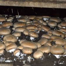 portobello mushroom agaricus bisporus