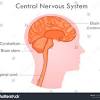 Neural, brain, spinal cord (override if right but different order) the central nervous system is composed of blank tissue in the blank and blank. 1