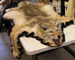 coyote rug alaska precision taxidermy