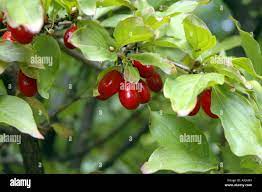 Deadly Nightshade Atropa belladonna also called Devil's Cherries Stock  Photo - Alamy